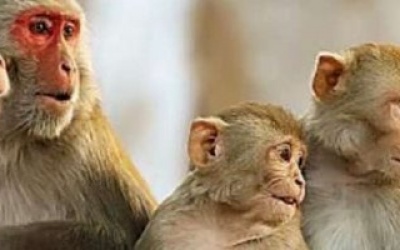 الصحة العالمية: لقاح الجدرى فعال ضد جدرى القرود لكن توقف إعطاؤه منذ 1980