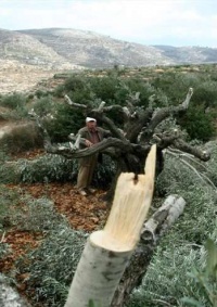 الاحتلال يقتلع 50 شجرة زيتون ويهدم جداراً استنادياً بالقدس