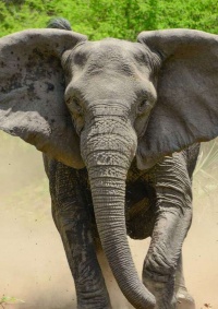 هروب عشرة أفيال من محمية في جنوب أفريقيا