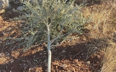 مستوطنون يقطعون أشجار زيتون غرب رام الله