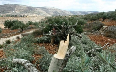 الاحتلال يقتلع 50 شجرة زيتون ويهدم جداراً استنادياً بالقدس